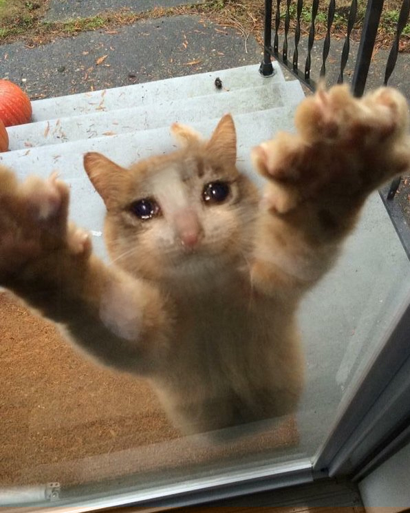 Template meme Crying sad cat trying to get into house
