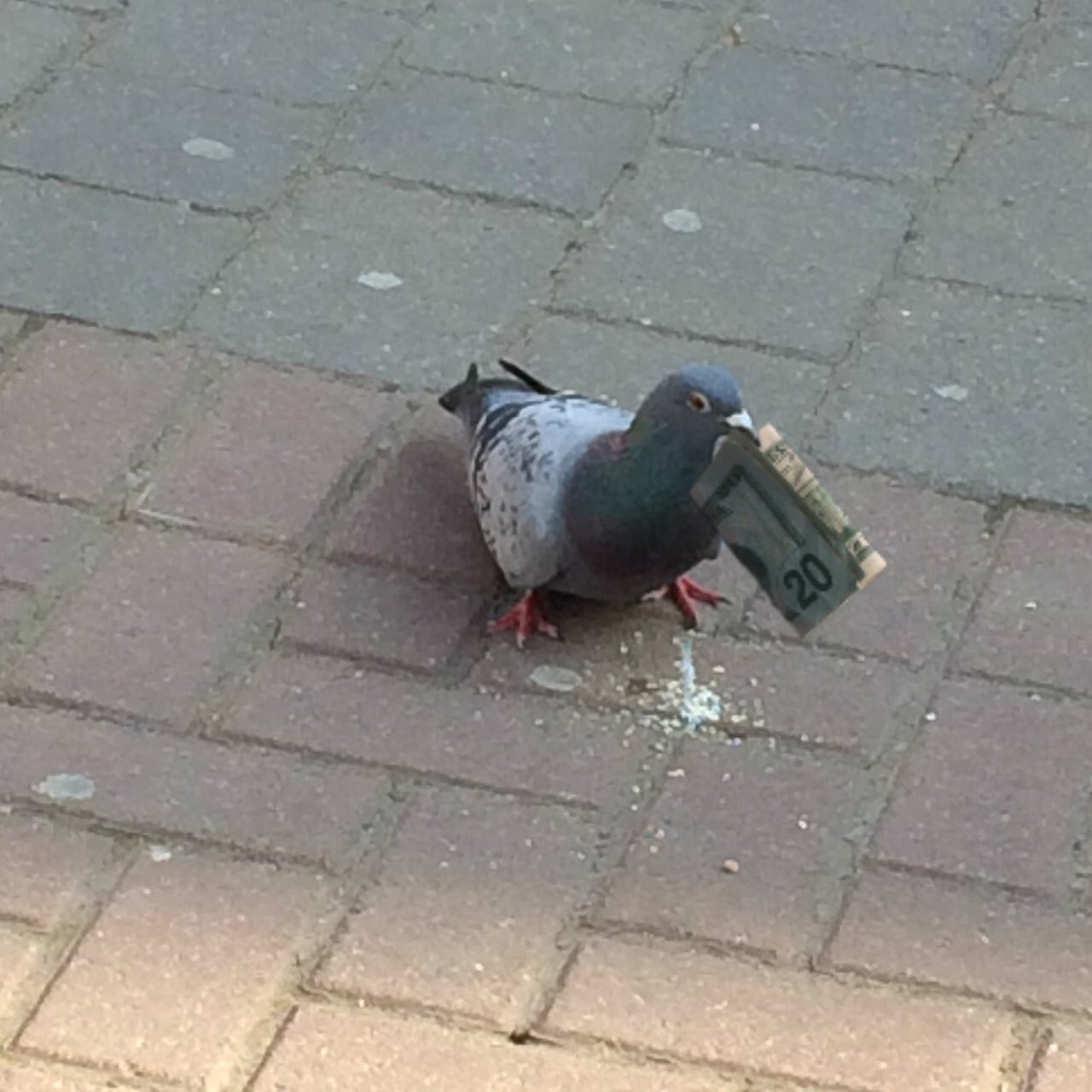 Template meme Crypto Palomo / Crypto Pigeon