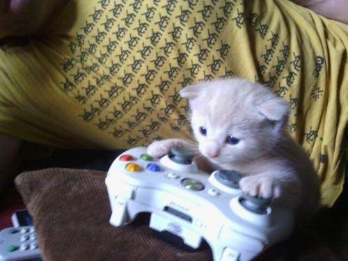 Plantilla de meme cute kitty on xbox
