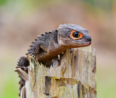 Plantilla de meme Cute lizard