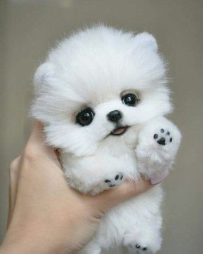 cute puppy meme meme template