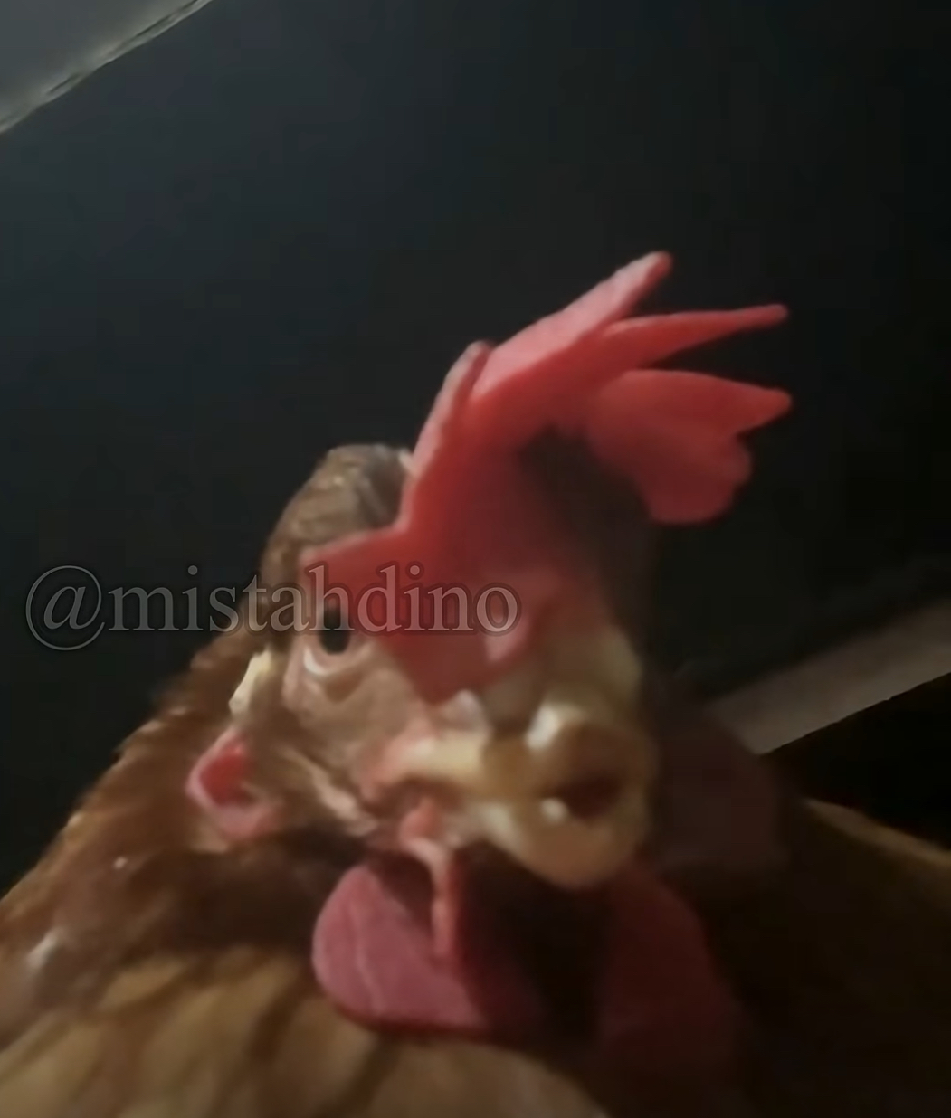 Da big chick meme template