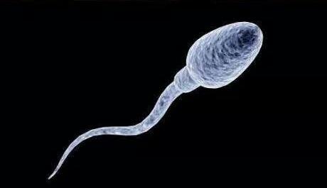 Template meme da sperm