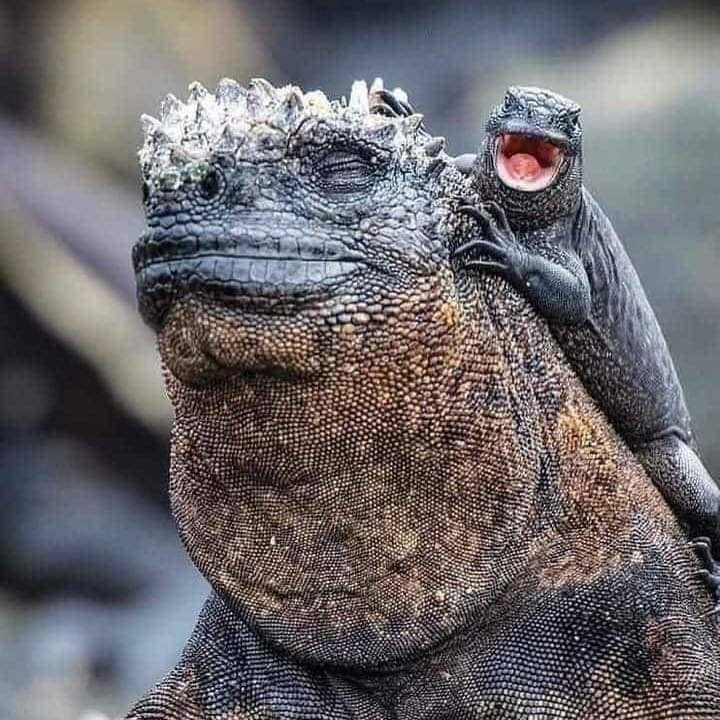 Plantilla de meme Dad and son iguana