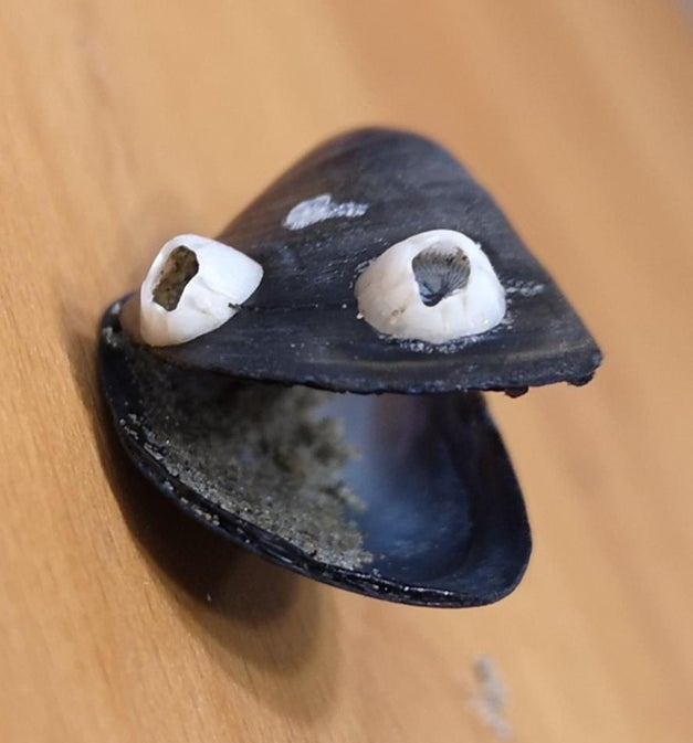 Plantilla de meme Dad Joke Mussel