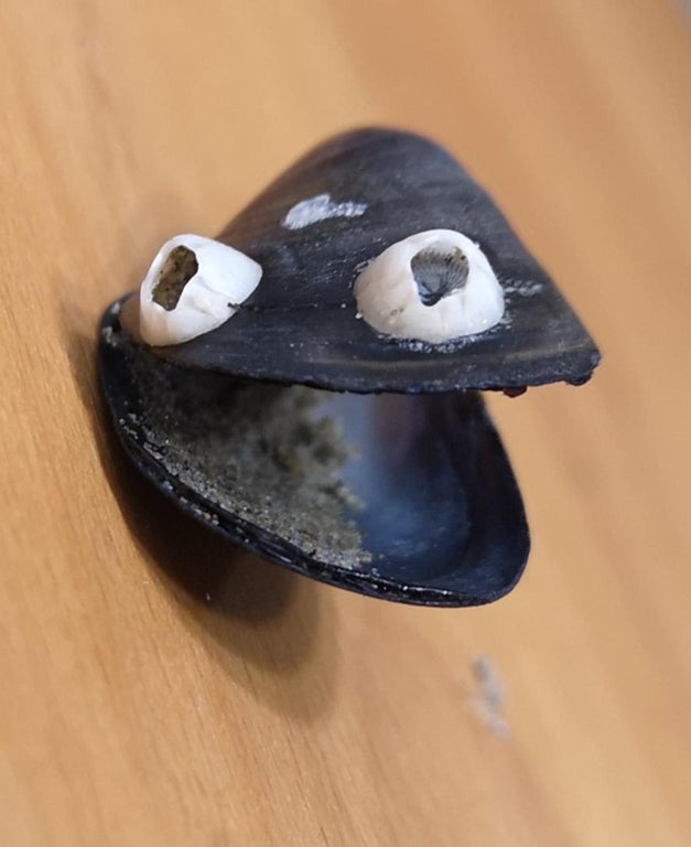 Plantilla de meme Dad joke mussel flex