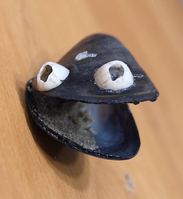 Plantilla de meme dadjoke mussel