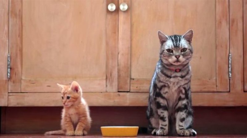 Plantilla de meme dear kitten