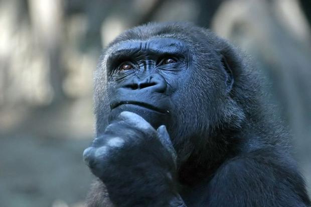 Plantilla de meme Deep Thoughts