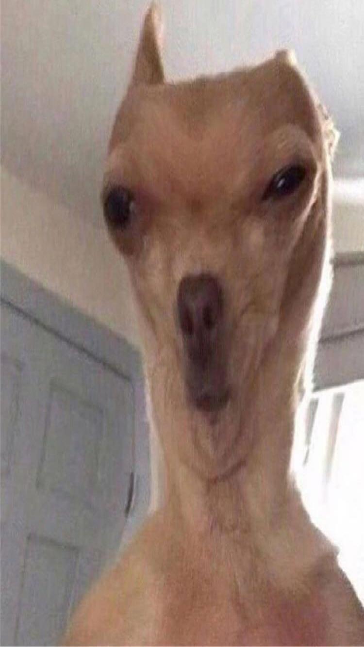 Template meme Deformed doggo