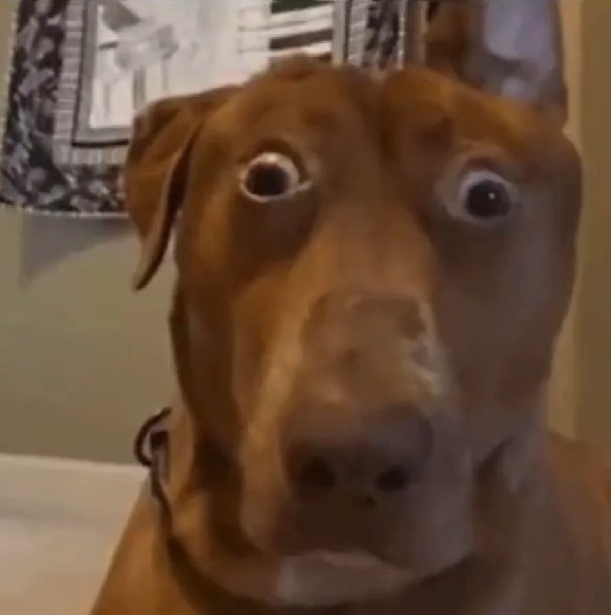 Plantilla de meme Did you just... PING ME?