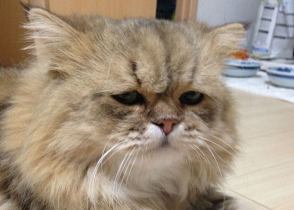 Plantilla de meme Disappointed cat