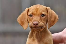 Plantilla de meme Disappointed Dog