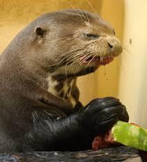 Plantilla de meme Disgusted Otter