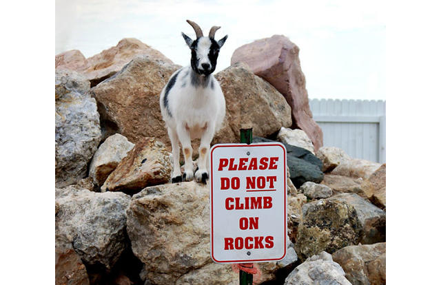 Plantilla de meme do not climb rocks