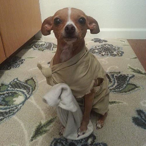 Plantilla de meme DOBBY DOG HAS A SOCK
