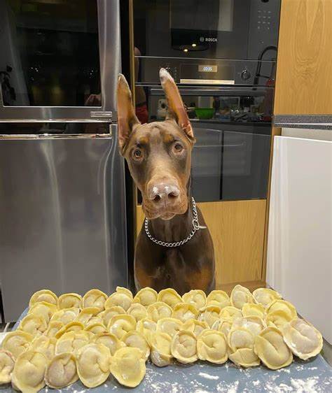 Template meme Doberman dumplings