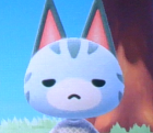 Plantilla de meme Does it look like I care? - Lolly ACNH
