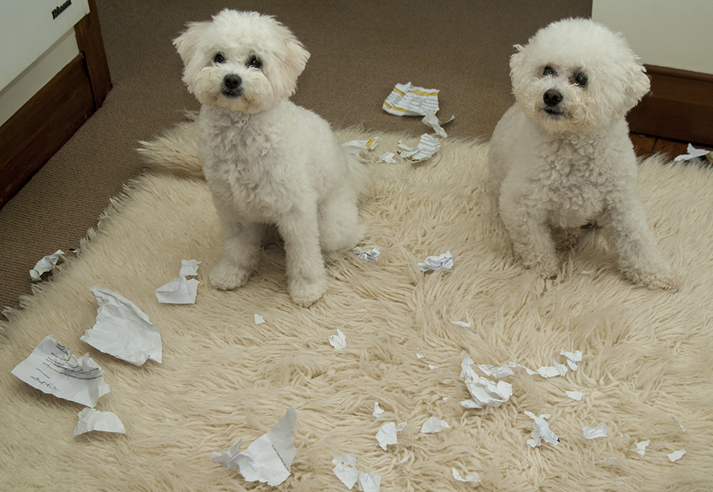Plantilla de meme Dog Ate Homework