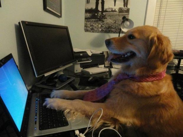 Template meme Dog behind a computer