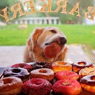 Template meme Dog Donuts