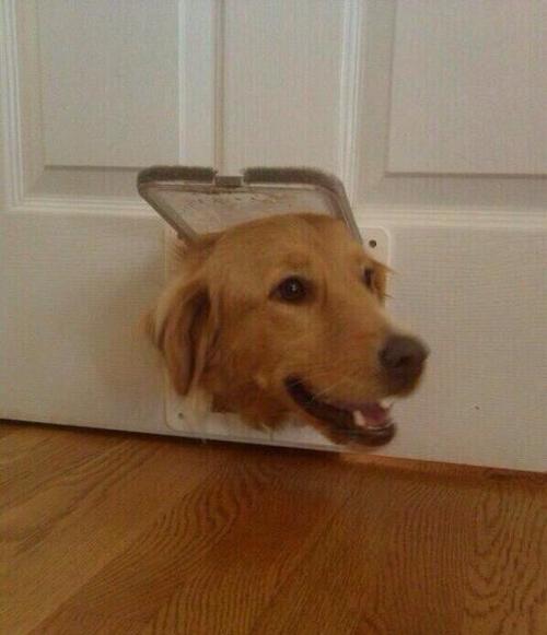 Dog door meme template