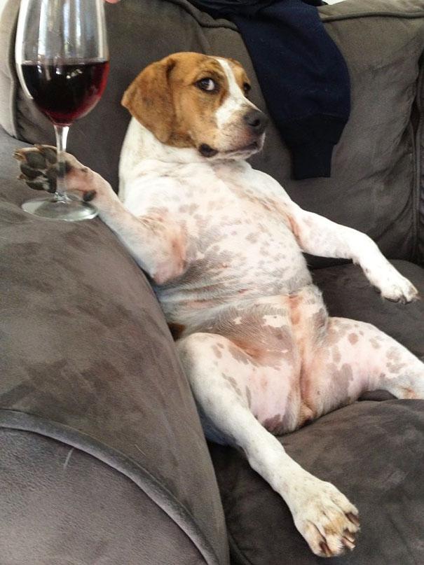 Plantilla de meme Dog drinking wine