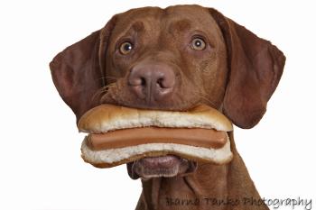 Plantilla de meme Dog eating hot dog