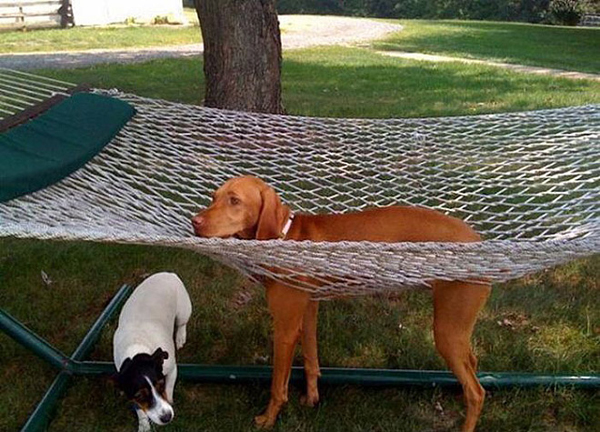 dog hammock meme template
