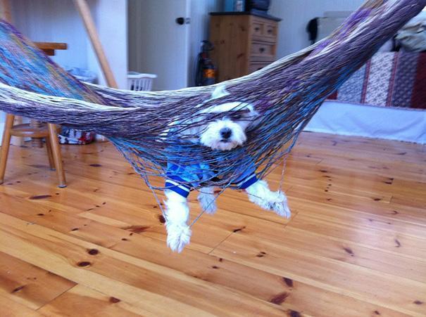 Dog hanging in hammock meme template
