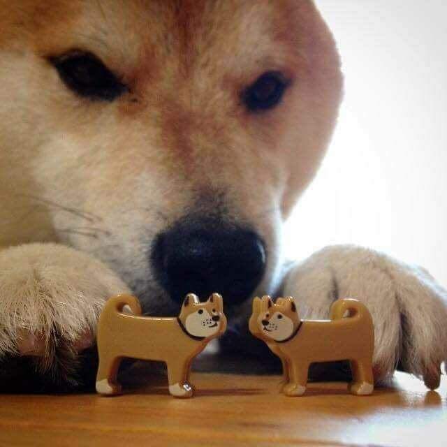 Template meme dog now kiss