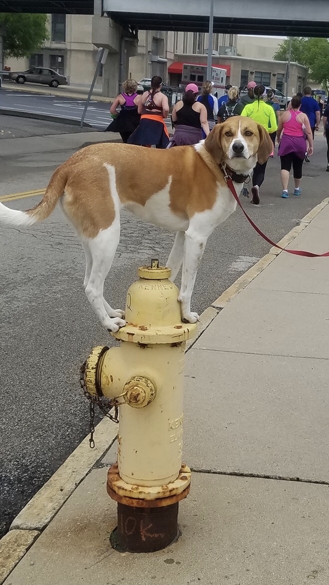 Dog on fire hydrant meme template