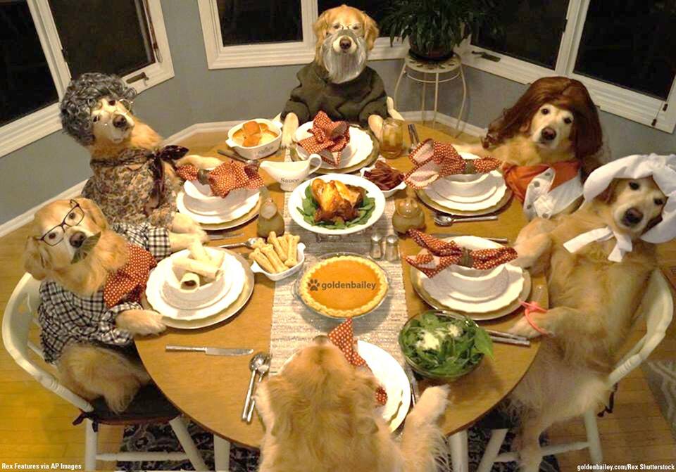 Template meme dog thanksgiving