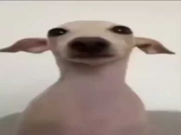 Template meme dogbby