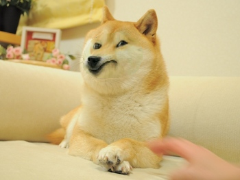 Template meme doge dog disgusted
