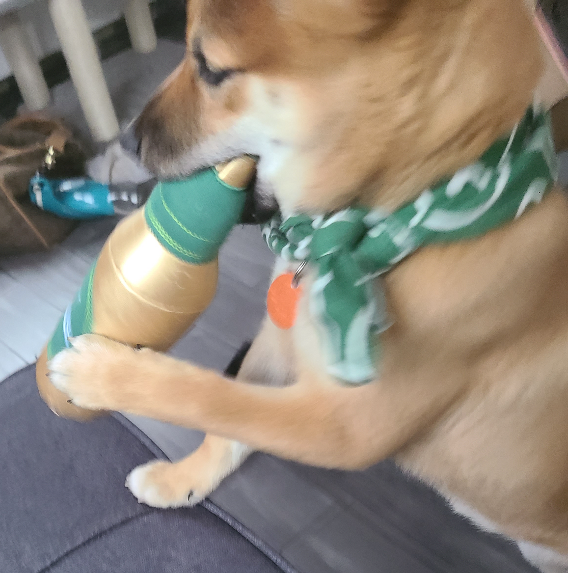 Plantilla de meme Doge with Beer