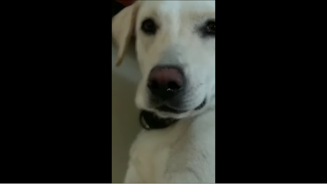 doggo meme template
