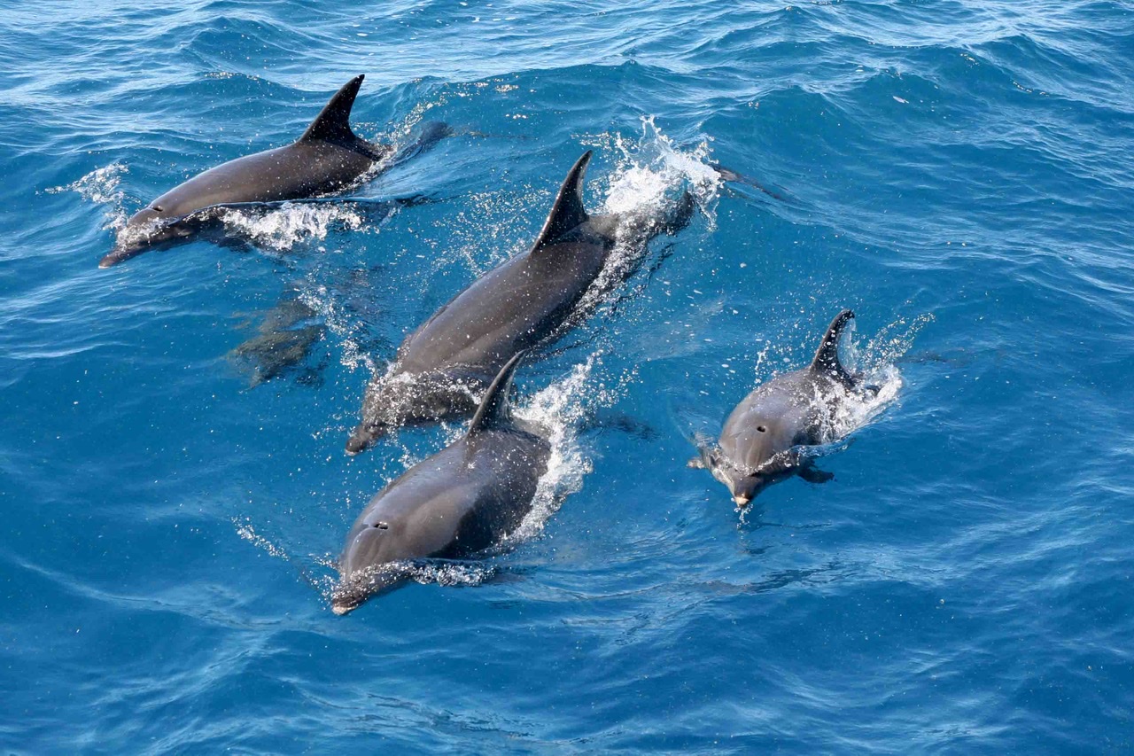 Dolphins meme template