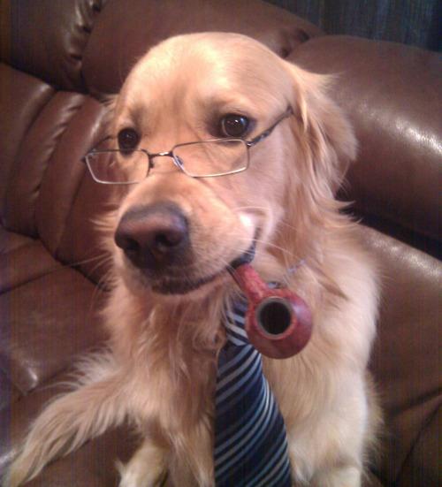 Template meme don't take it personal it's just business dog meme