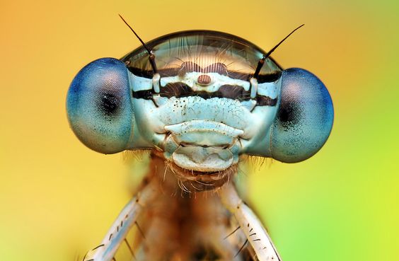 Dragonfly meme template