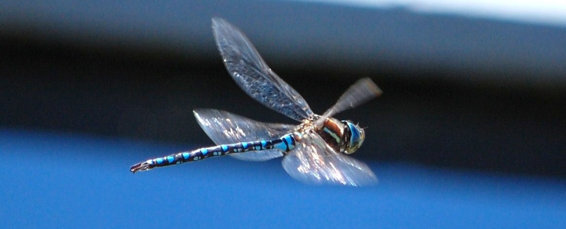 Dragonfly in Flight meme template