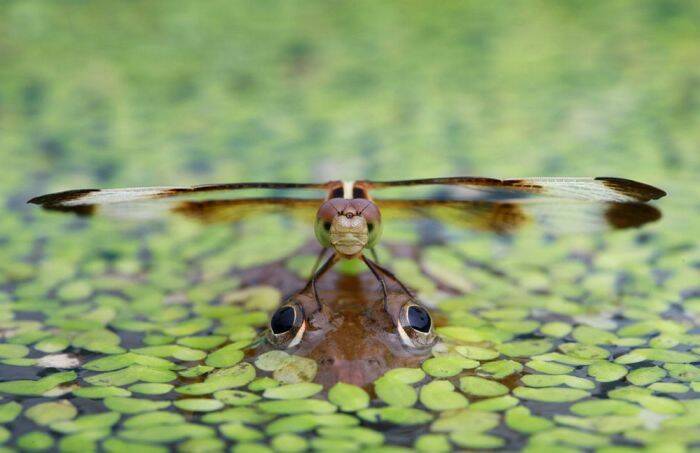 dragonfly on frog meme template