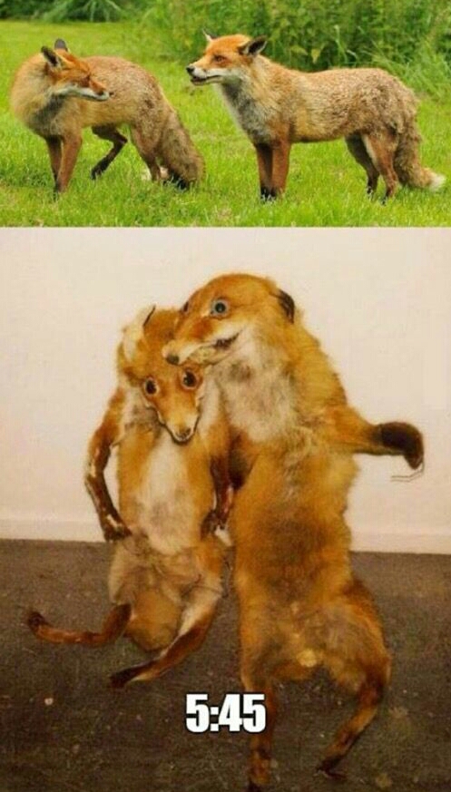 Plantilla de meme Drunk foxes - Salvaged meme