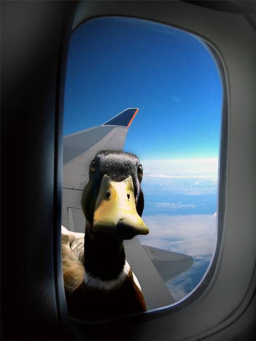 Template meme Duck Plane Window