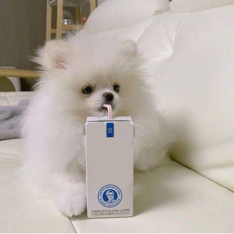 Plantilla de meme Dumb Juice Dog Blank