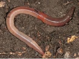 Plantilla de meme earthworm