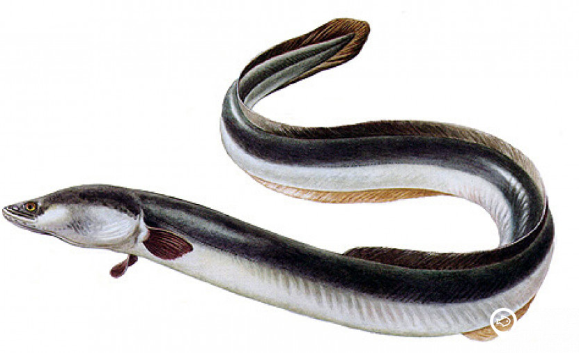 eel meme template