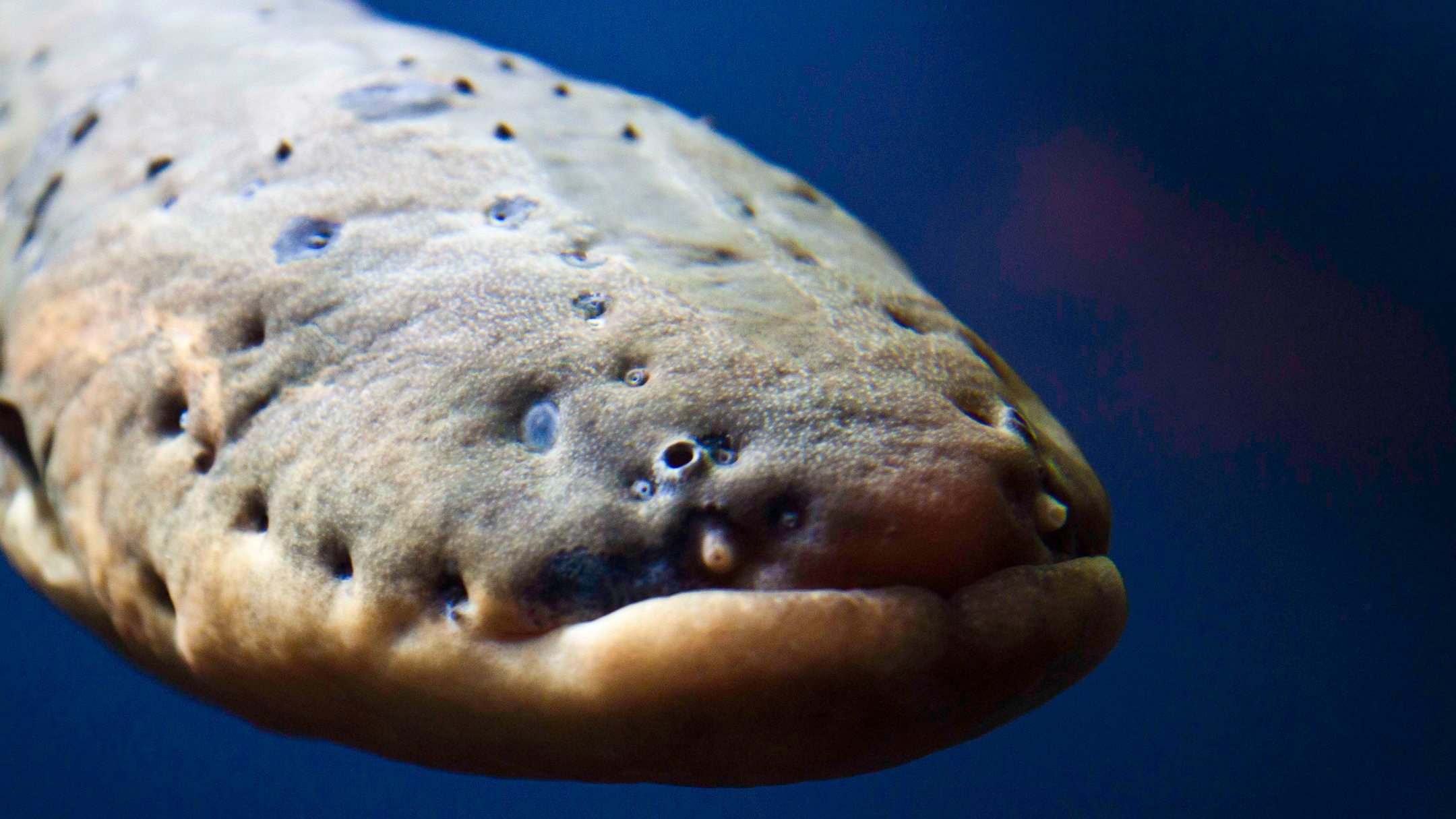 Electric Eel meme template