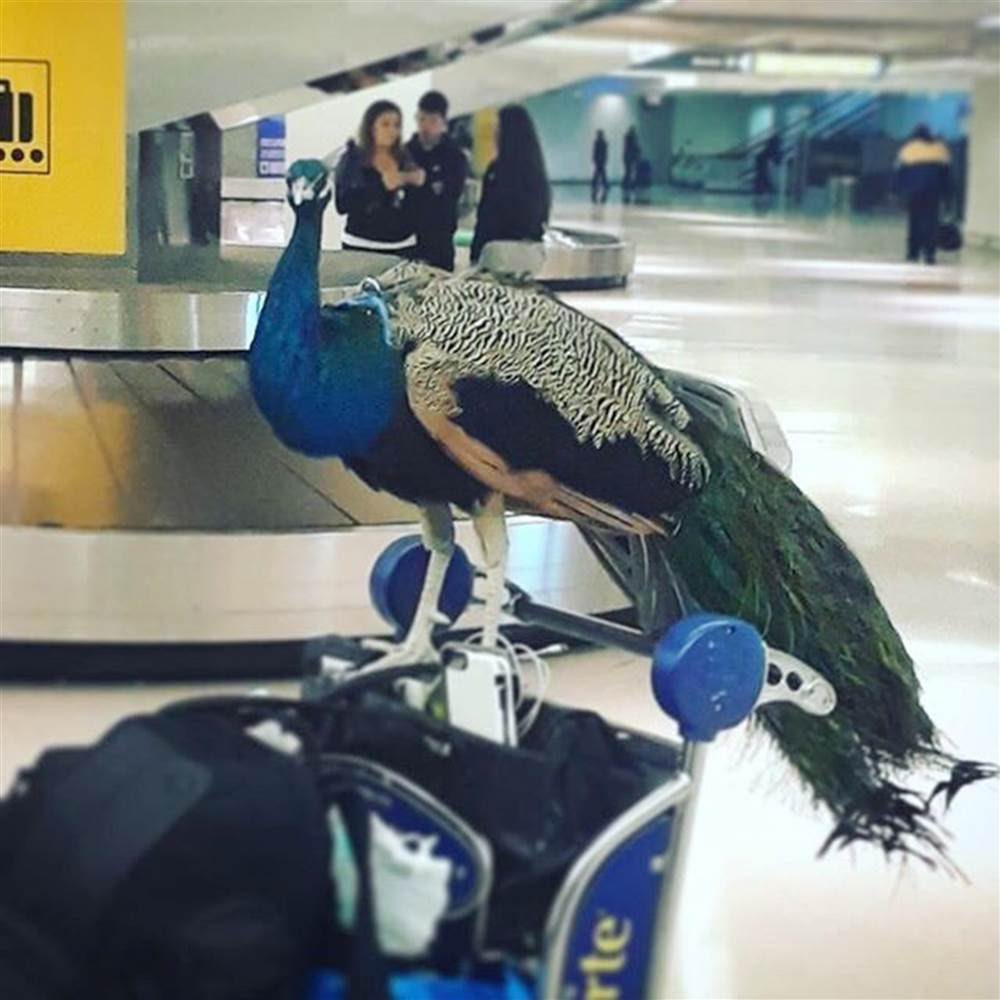Plantilla de meme Emotional Support Peacock