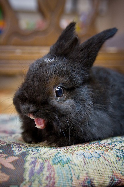 Plantilla de meme ermahgerd bunny